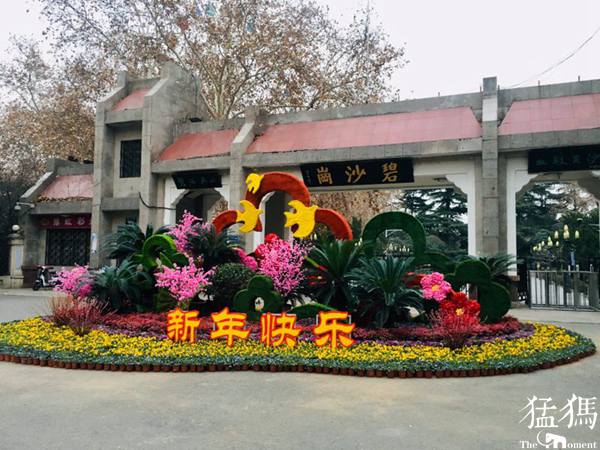 繽紛花壇慶元旦 雙梅鬧春迎新年！走，碧沙崗公園逛逛去