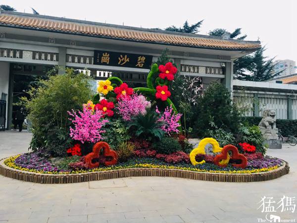 繽紛花壇慶元旦 雙梅鬧春迎新年！走，碧沙崗公園逛逛去